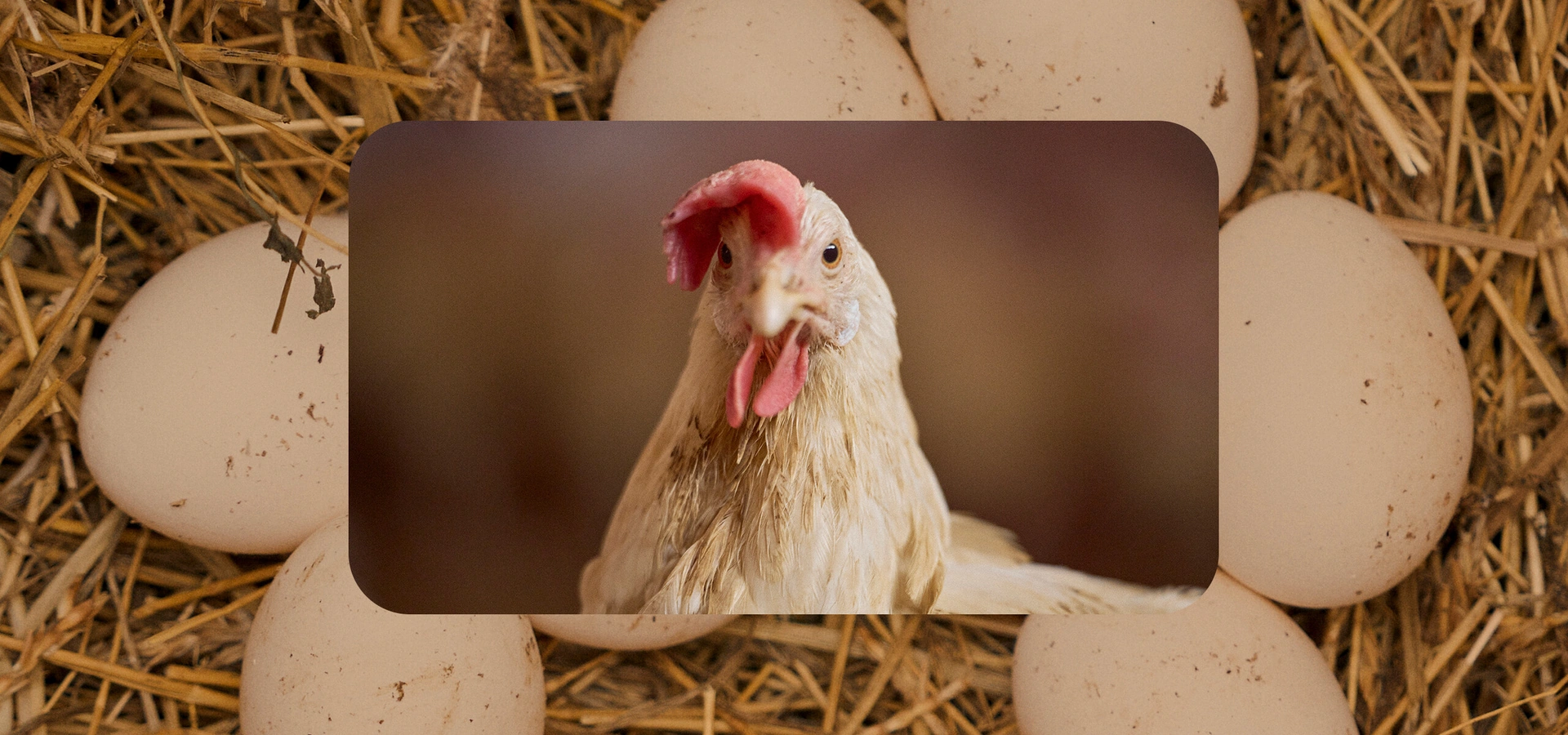 Не простое, а столовое: как куры свободного выгула несут яйца