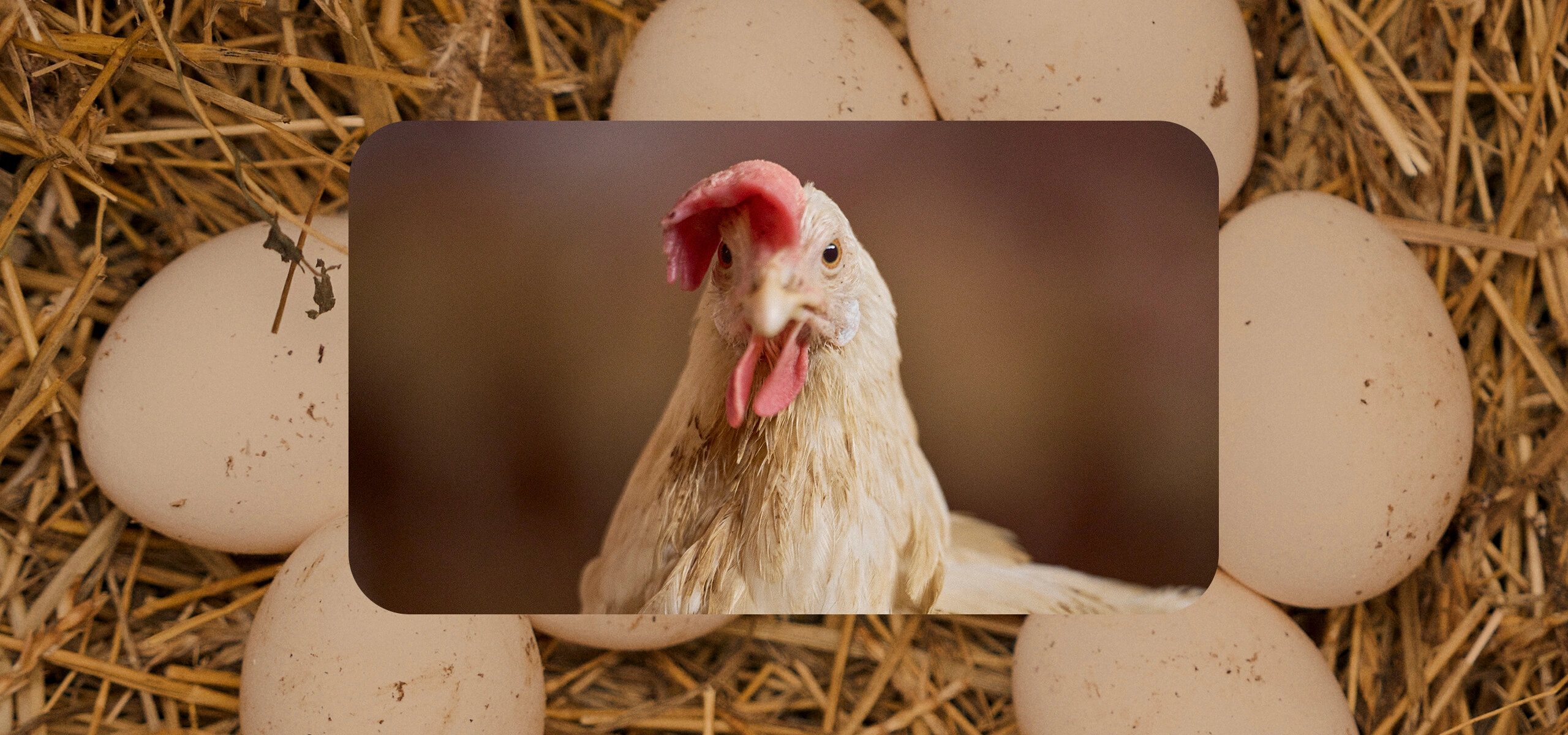 Не простое, а столовое: как куры свободного выгула несут яйца