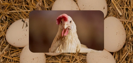 Не простое, а столовое: как куры свободного выгула несут яйца