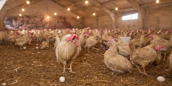 Не простое, а столовое: как куры свободного выгула несут яйца