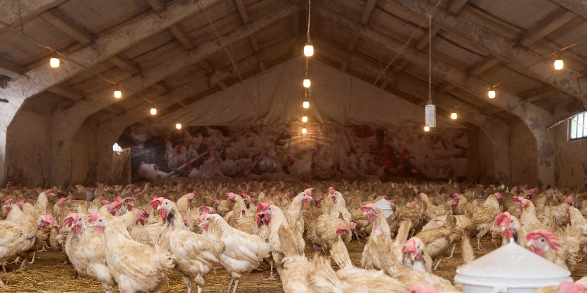 Не простое, а столовое: как куры свободного выгула несут яйца