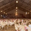 Не простое, а столовое: как куры свободного выгула несут яйца