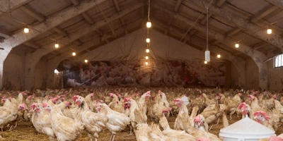 Не простое, а столовое: как куры свободного выгула несут яйца