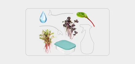 Как вырастить микрозелень дома