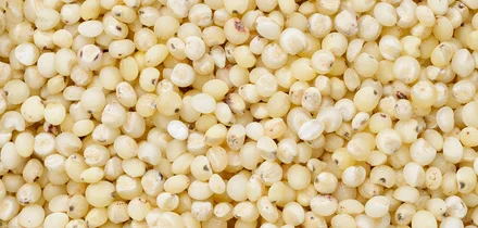 Сорго: что это такое и как его едят