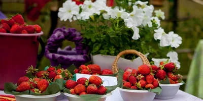 Фестиваль байкальской клубники. Фото: IRK.RU