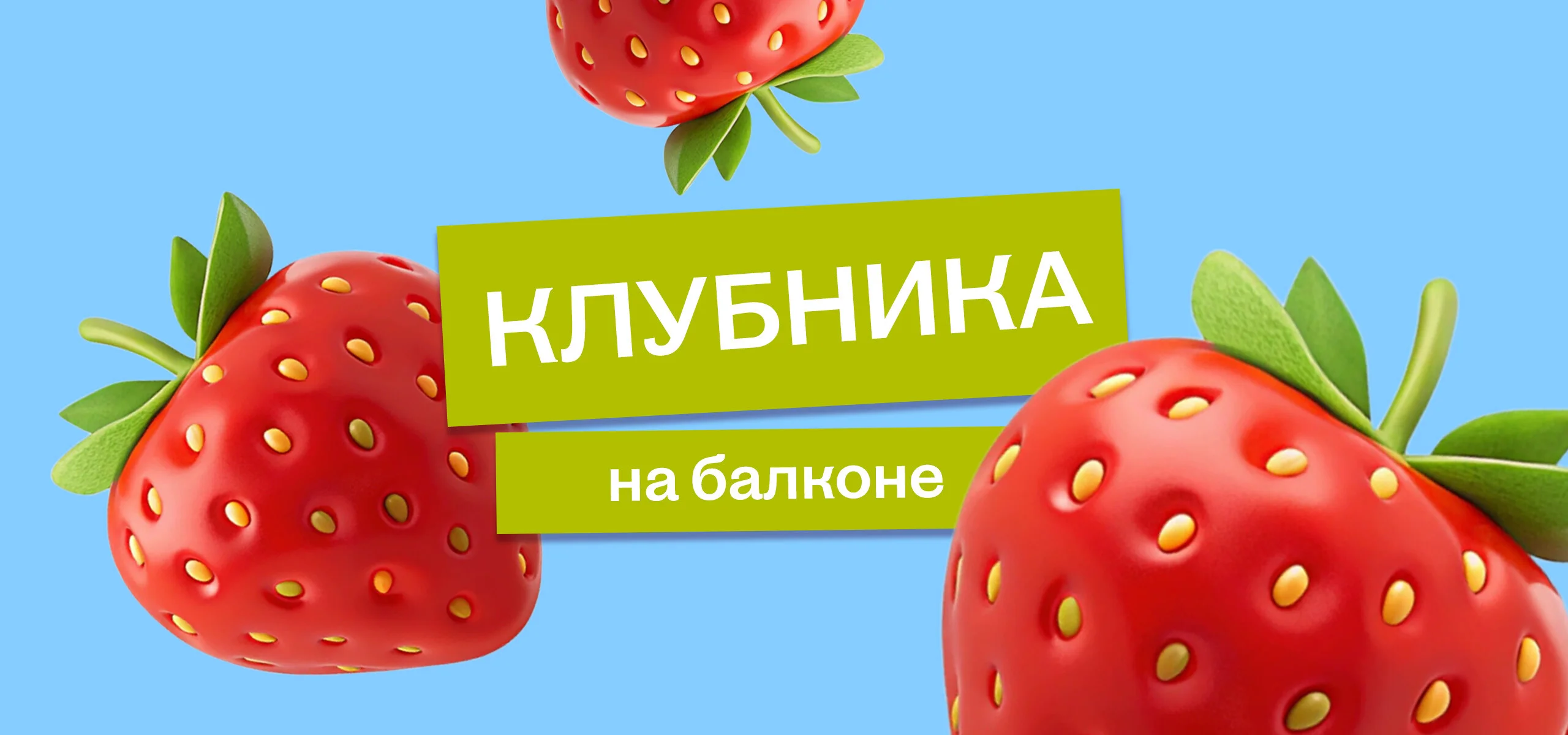 Эксперимент: растим клубнику на балконе