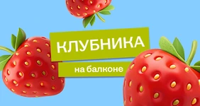 Эксперимент: растим клубнику на балконе