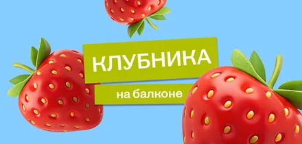 Эксперимент: растим клубнику на балконе