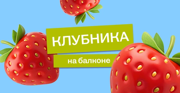 Эксперимент: растим клубнику на балконе