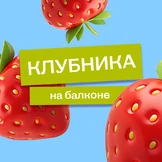 Эксперимент: растим клубнику на балконе