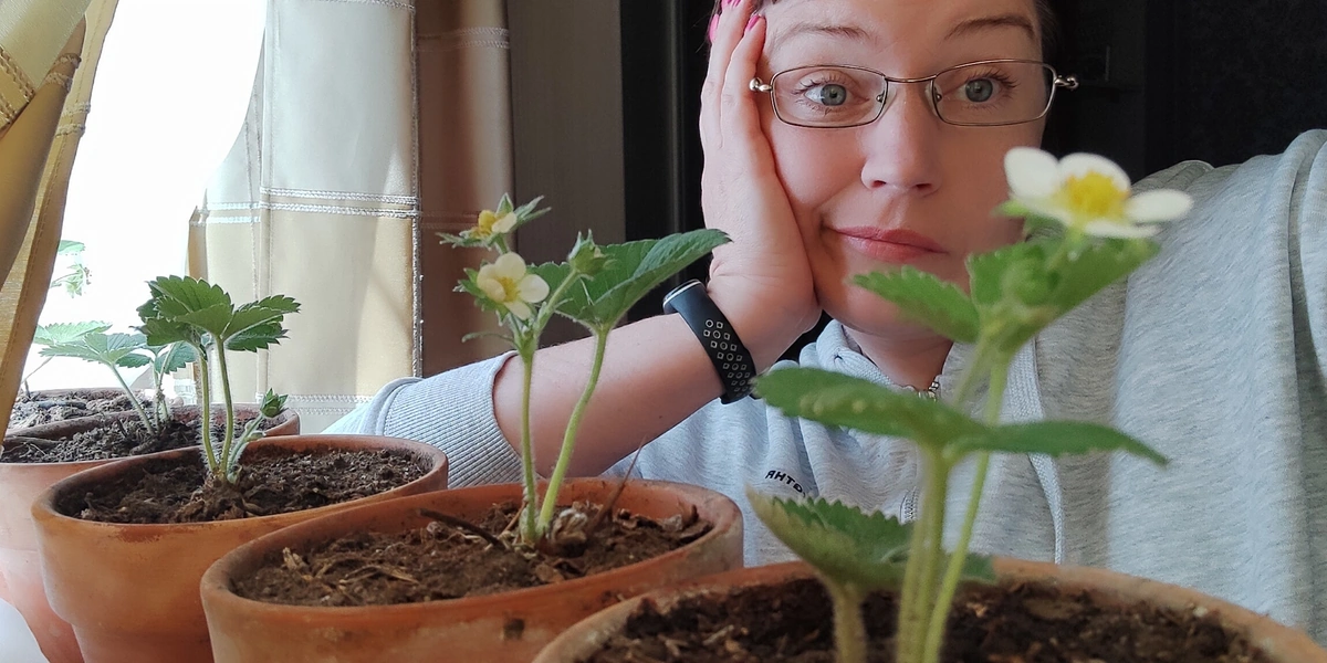 Эксперимент: растим клубнику на&nbsp;балконе