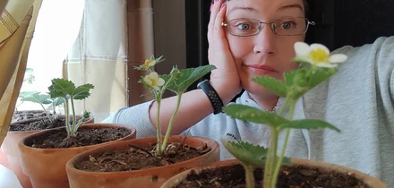 Эксперимент: растим клубнику на балконе