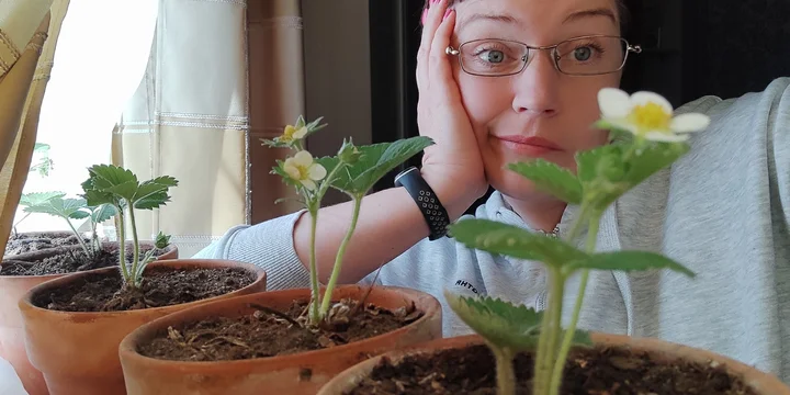 Эксперимент: растим клубнику на балконе