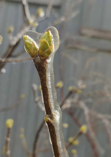 Эксперимент: растим клубнику на&nbsp;балконе