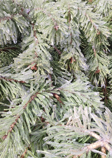 Эксперимент: растим клубнику на&nbsp;балконе