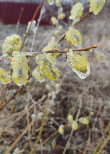Эксперимент: растим клубнику на&nbsp;балконе