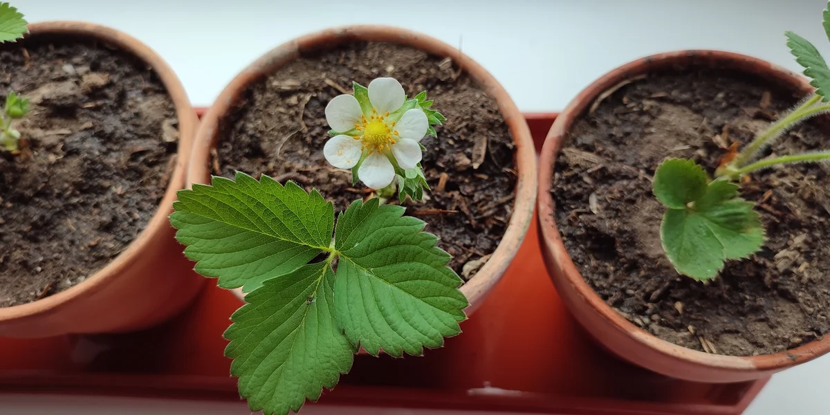 Эксперимент: растим клубнику на балконе