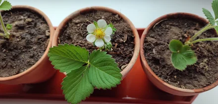 Эксперимент: растим клубнику на балконе