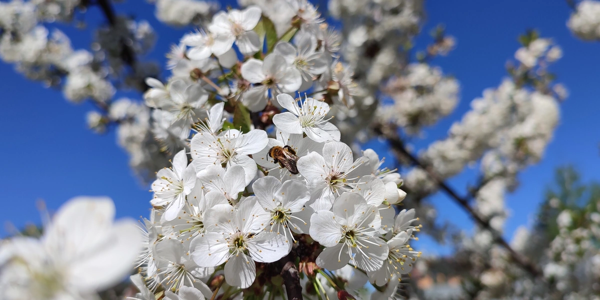 Эксперимент: растим клубнику на&nbsp;балконе
