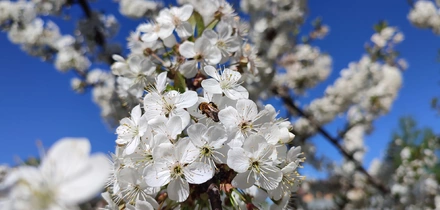 Эксперимент: растим клубнику на&nbsp;балконе