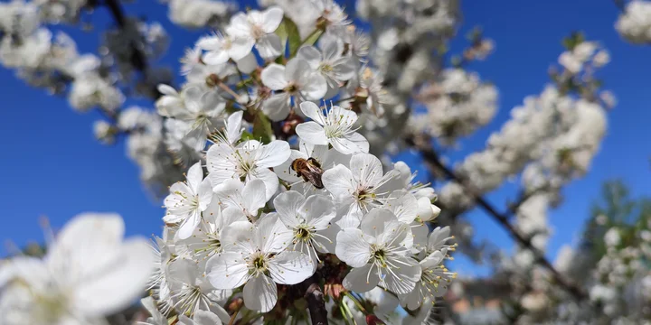 Эксперимент: растим клубнику на балконе