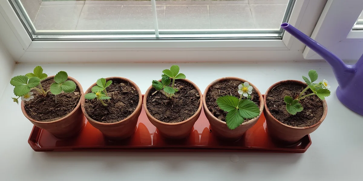 Эксперимент: растим клубнику на балконе