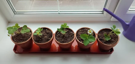 Эксперимент: растим клубнику на балконе