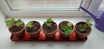 Эксперимент: растим клубнику на&nbsp;балконе