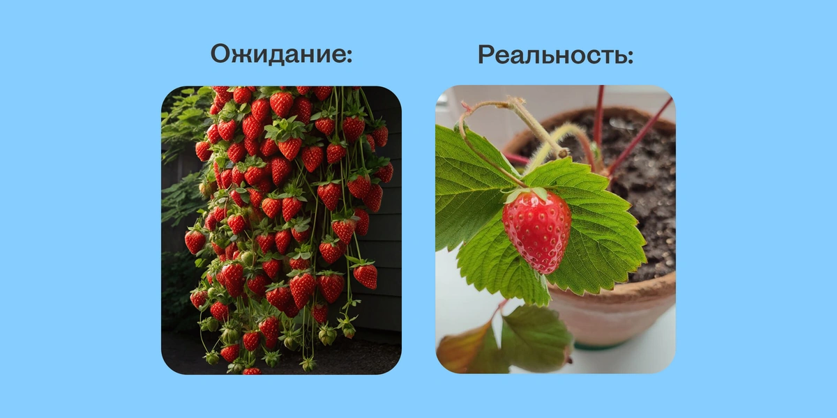 Эксперимент: растим клубнику на&nbsp;балконе