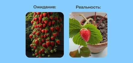 Эксперимент: растим клубнику на балконе