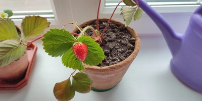Эксперимент: растим клубнику на&nbsp;балконе