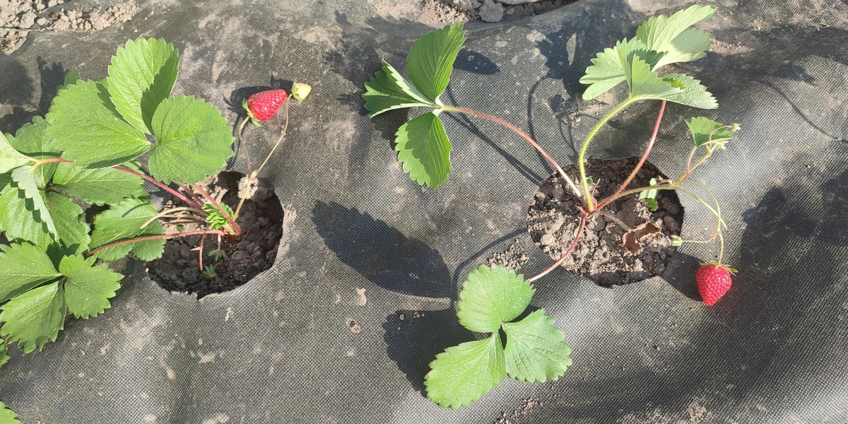 Эксперимент: растим клубнику на&nbsp;балконе
