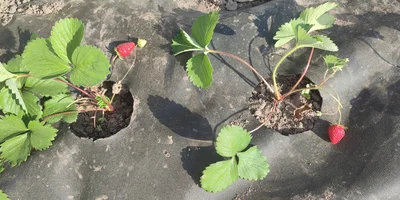 Эксперимент: растим клубнику на балконе