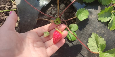Эксперимент: растим клубнику на&nbsp;балконе