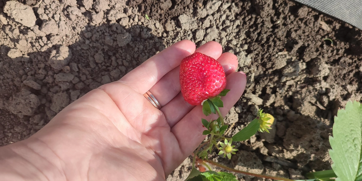 Эксперимент: растим клубнику на&nbsp;балконе