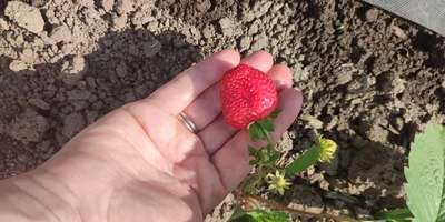 Эксперимент: растим клубнику на балконе
