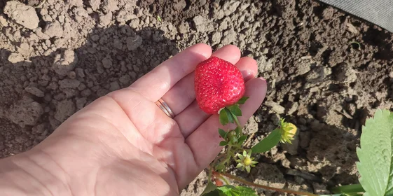 Эксперимент: растим клубнику на балконе