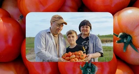 Жизнь казачья: собрали первый урожай кривянских помидоров для ВкусВилла