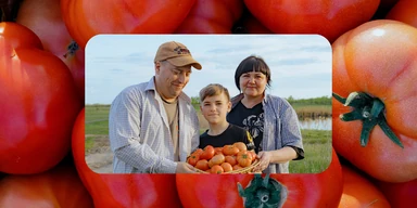 Жизнь казачья: собрали первый урожай кривянских помидоров для ВкусВилла