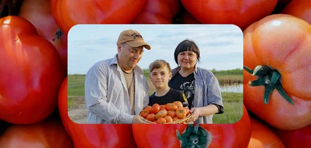 Жизнь казачья: собрали первый урожай кривянских помидоров для ВкусВилла