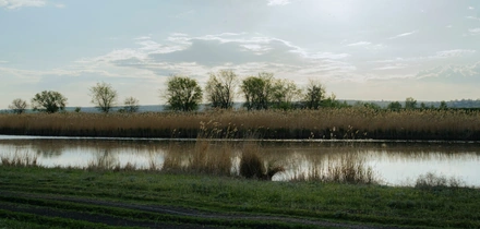 Жизнь казачья: собрали первый урожай кривянских помидоров для&nbsp;ВкусВилла