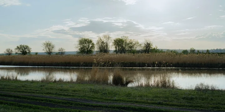 Жизнь казачья: собрали первый урожай кривянских помидоров для ВкусВилла