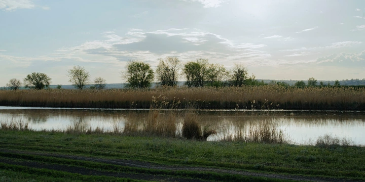 Жизнь казачья: собрали первый урожай кривянских помидоров для&nbsp;ВкусВилла