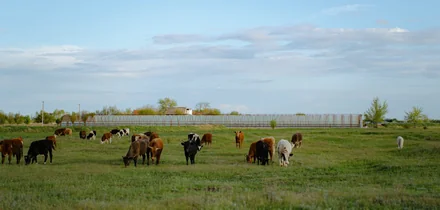 Жизнь казачья: собрали первый урожай кривянских помидоров для ВкусВилла
