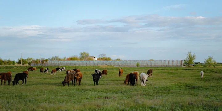 Жизнь казачья: собрали первый урожай кривянских помидоров для ВкусВилла