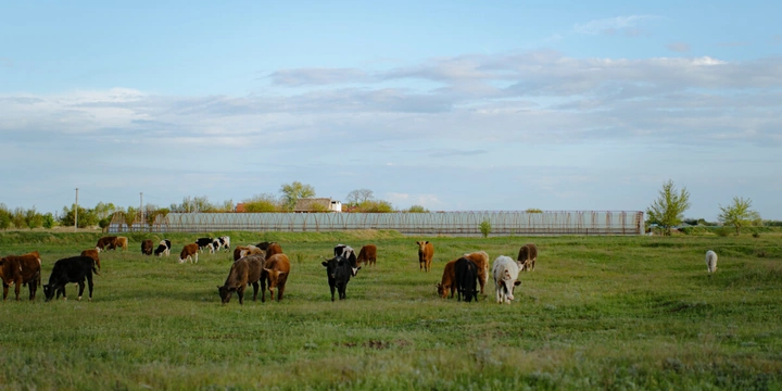Жизнь казачья: собрали первый урожай кривянских помидоров для&nbsp;ВкусВилла
