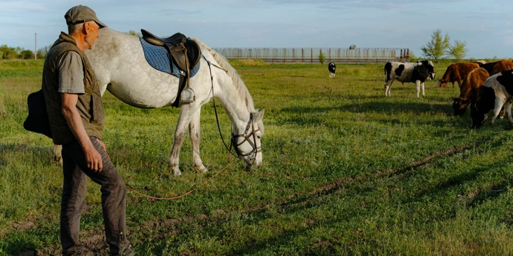 Жизнь казачья: собрали первый урожай кривянских помидоров для&nbsp;ВкусВилла