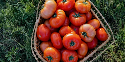 Жизнь казачья: собрали первый урожай кривянских помидоров для ВкусВилла