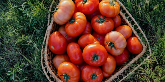 Жизнь казачья: собрали первый урожай кривянских помидоров для&nbsp;ВкусВилла